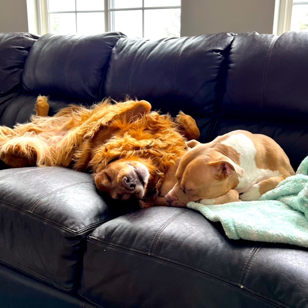 Meet your Posher, Lauren!